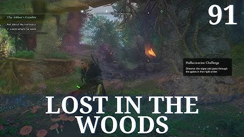 Lost in the Woods | Assassin