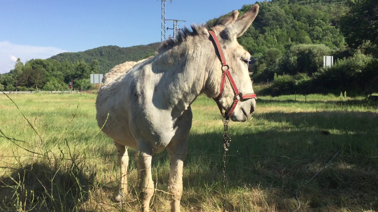 Burro en Trabadelo , León