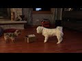 Dog vs. Bird in a box | Cute video