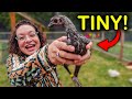 Miniature chickens will change your whole life