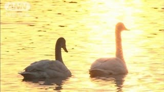 230羽の白鳥　優雅な姿を写真に　北帰行前の富山（12/03/16）