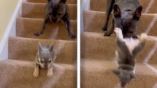 French Bulldog Puppy Has Ruff Time On Stairs