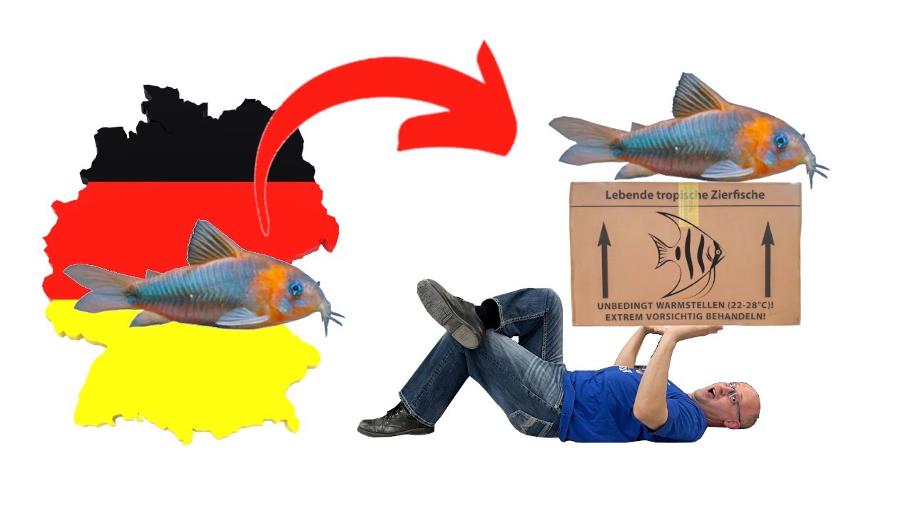 Распаковка аквариумного Глейзера!