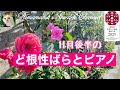 【ど根性バラ】11月の壁面のバラの様子とピアノをお楽しみ下さい piano演奏Akane uno #つるバラ #秋薔薇