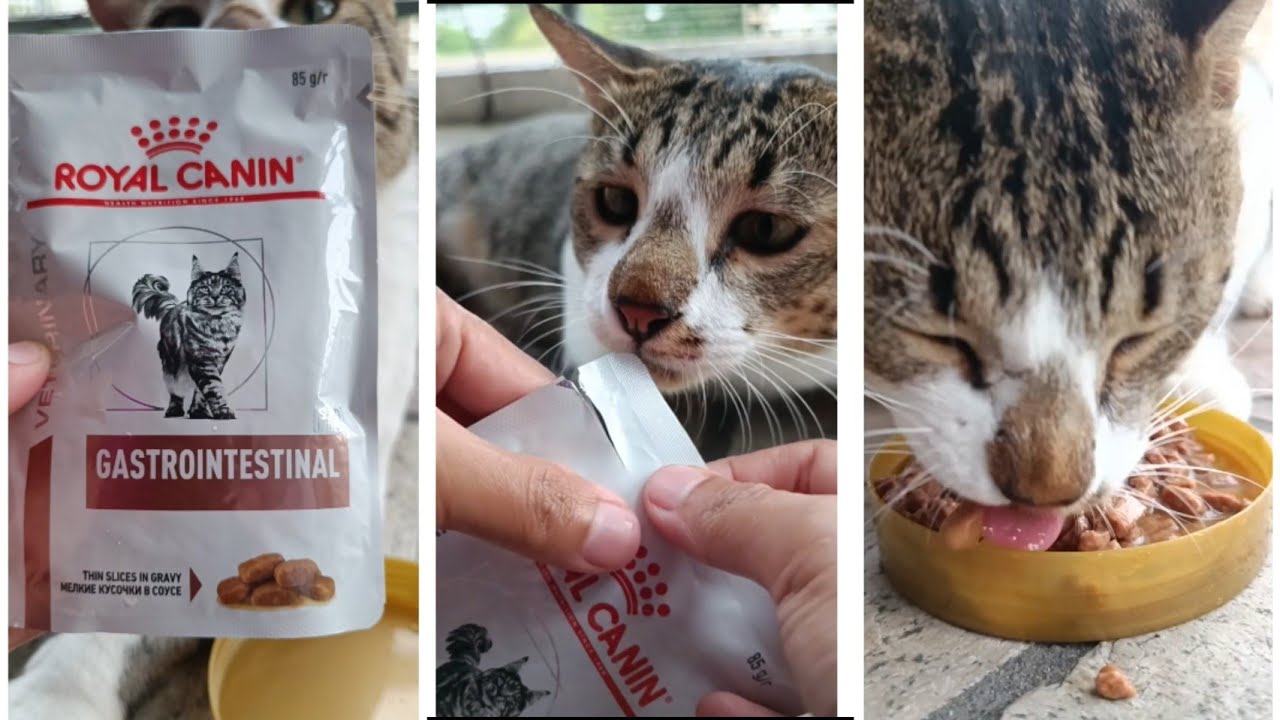 Review Royal Canin Gastrointestinal Recovery Acute Diarrhea YouTube
