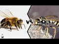 BEE VS WASP - Which is Deadlier?