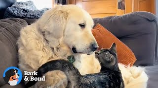 The Only Friends This Golden Retriever Had Were His Toys... Until a Cat Showed Up | Bark & Bond