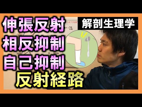 【基礎から勉強・解剖生理学】伸張反射・相反抑制・自己抑制【理学療法士・作業療法士】 YouTube
