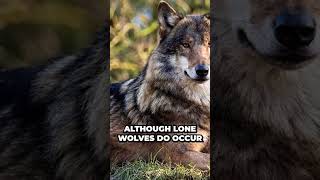 The Shocking Truth About Lone Wolves: What You Didn't Know 😲🐺