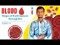 BLOOD PART 3 |BLOOD PHYSIOLOGY IN HINDI |Erythropoesis and hemoglobin