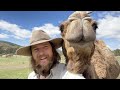 Camel Trekking in Tasmania