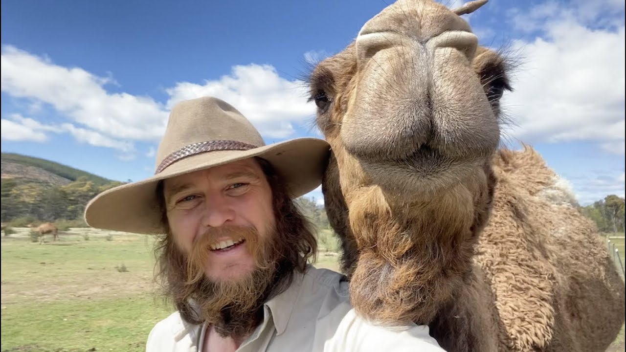 Camel Trekking in Tasmania - YouTube