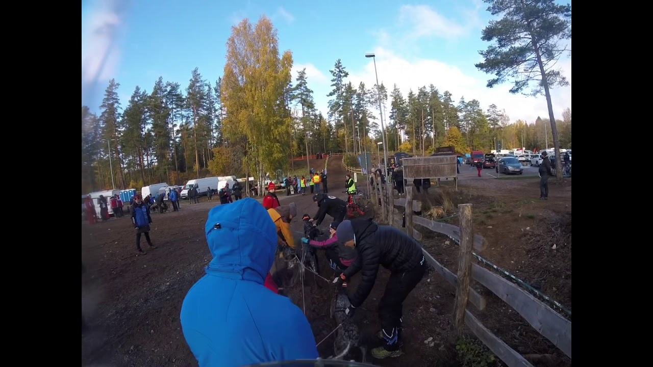 Fastest team european champion Sled dogs dryland race