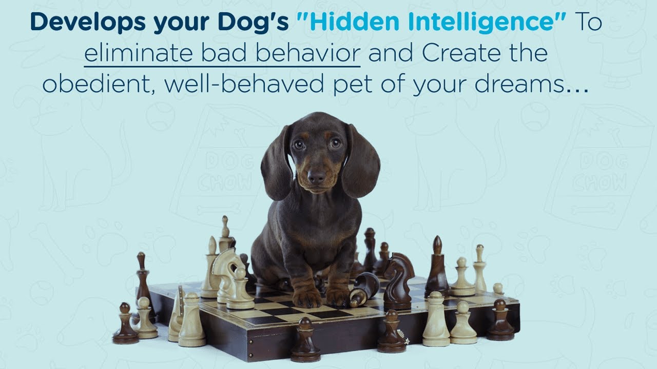 Brain Training For Dogs Review - Adrienne Farricelli's Online Dog Trainer Review