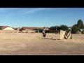 Bird dog training - steady, marking, triple and holding blind