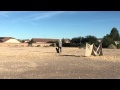 Bird dog training - steady, marking, triple and holding blind Bird dog training - steady, marking, triple and holding blind