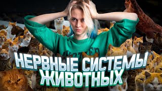 Биология ЕГЭ - Нервная система | Напольская Ксения