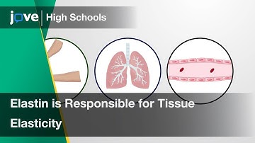 Elastin is Responsible for Tissue Elasticity | Cell Bio | Video Textbooks - Preview