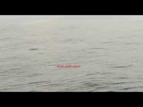 ظهور دلافين لأول مرة في عرض بحر خانيونس جنوب قطاع غزة