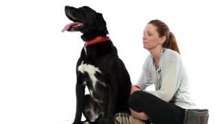 Adopt Rocky at NKLA