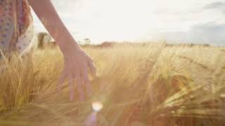 Close Up Of Womans Hand Running Through Organic Wheat Field, Steadicam Shot Slow Motion Girls Ha