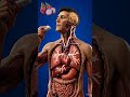Dragon Fruit Human Nutrient Anatomy Visualization 3D Medical Cinematic | BodyRoute3D