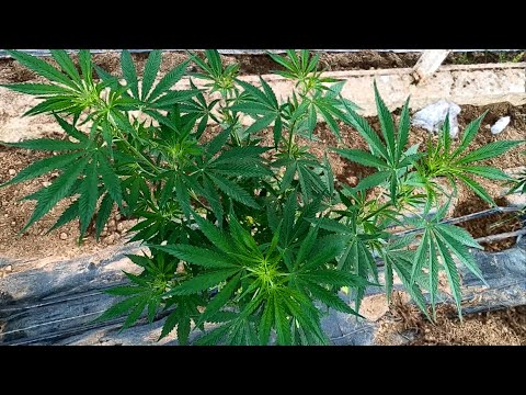 Nocna akcja i walka z mączniakiem - W Drodze Do Legalizacji #9