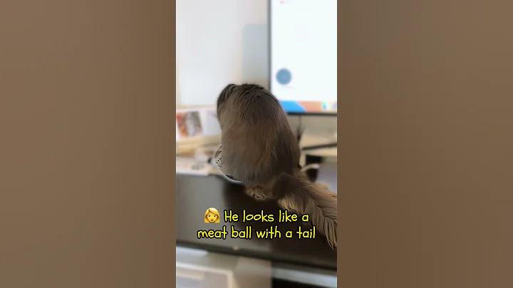 Watch the video about My cat looks like...a meatball with a tail? #shorts #catbreed #mainecooncat