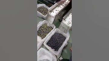 Frozen blueberry sorting, belt color sorter, VSEE color sorter