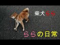 柴犬らら ららの日常
