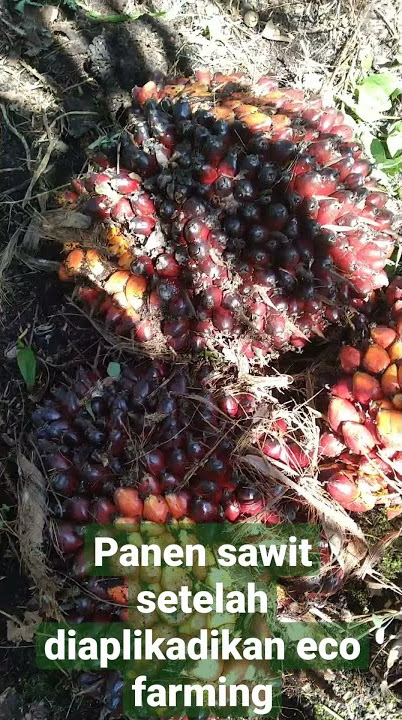 Panen sawit hasil dari pemupukan Eco farming