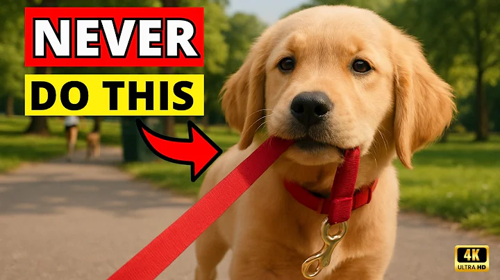 10 Things Golden Retriever Owners Do Wrong Every Day