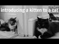 How to Introduce a Kitten to a Cat in 5 Easy Steps