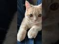 どっから顔出しとんねん #むぎあお #猫 #癒し #cat #マンチカン