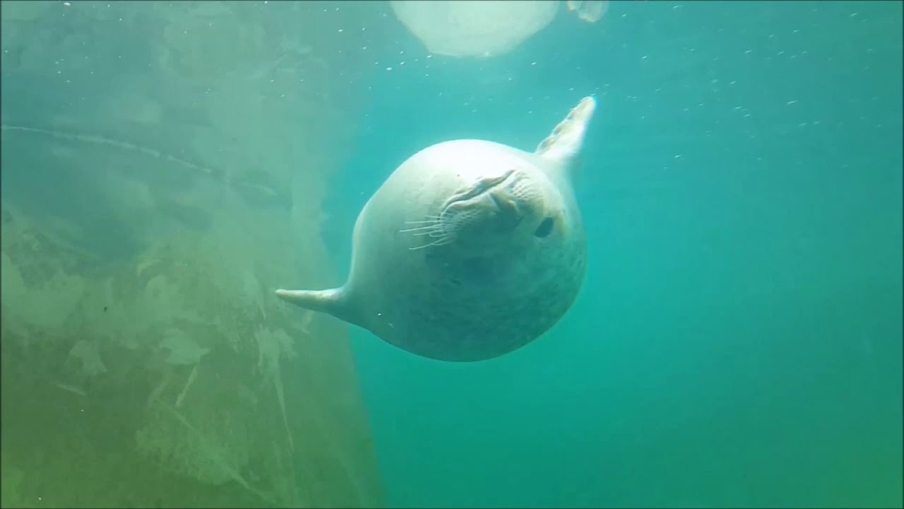 Шлезвиг-Гольштейн. Северное море, Кильский канал и станция по охране тюленей.