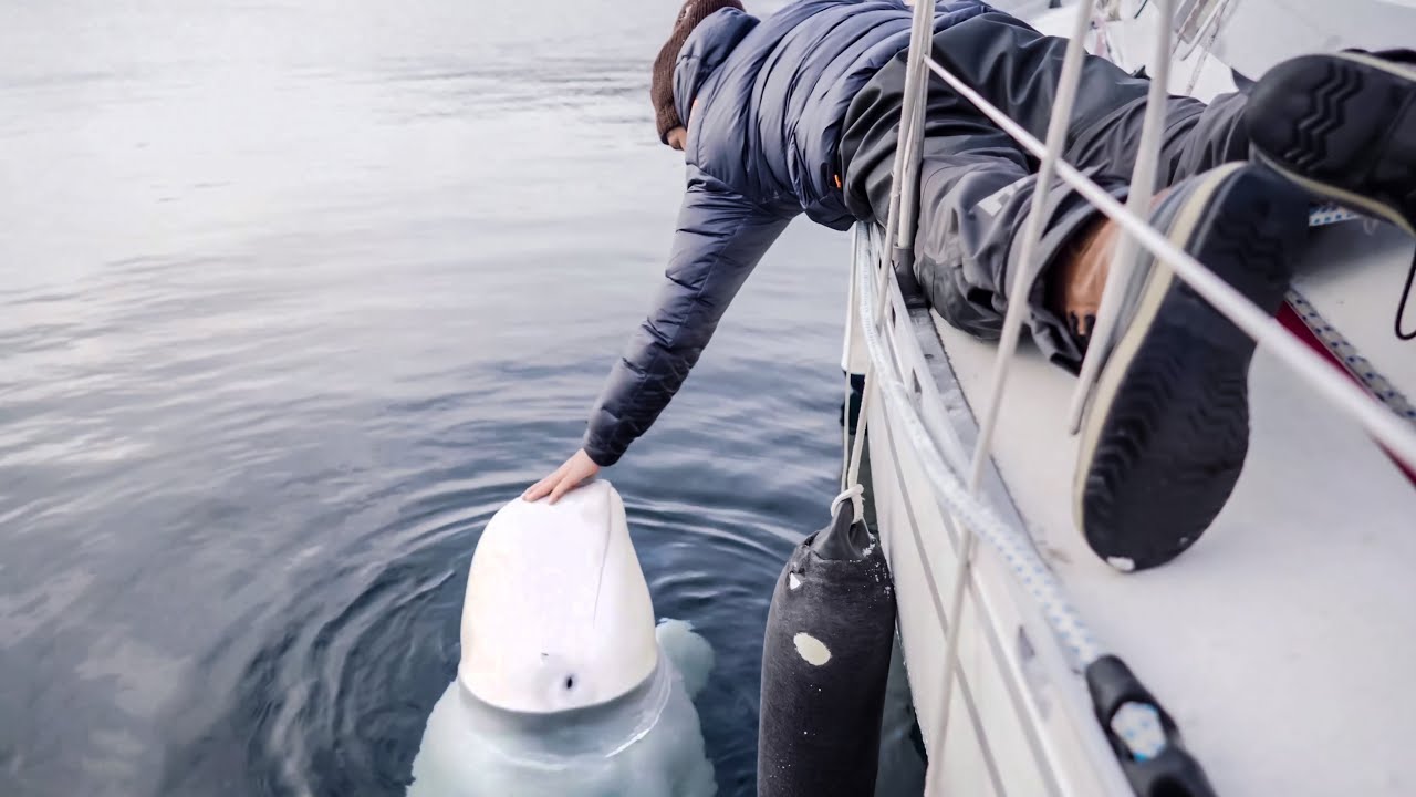 Friendly beluga whale wanted to say hello & get petted [ep7]