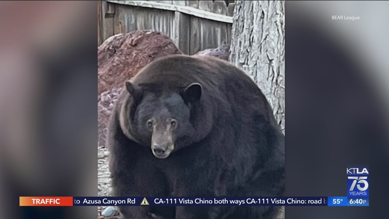 Big bear Hank the Tank breaks into dozens of Lake Tahoe homes ...