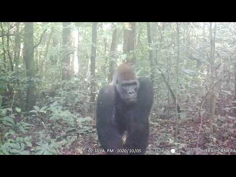 Camera trap snap: Silverback gorilla in Cameroon