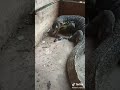 صراع سحليه عملاقه وافعي اناكوندا عملاقه مين هياكل التاني 