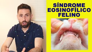 ¿Qué es el síndrome eosinofílico felino?