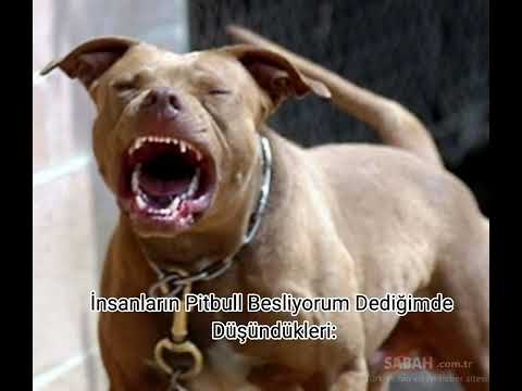 Kötü köpek yoktur,Kötü sahip vardır...❤#pitbull #youtubeshorts #köpek #pitbulldog