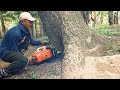 Very strong... Stihl ms 881, Cut down a trembesi tree.