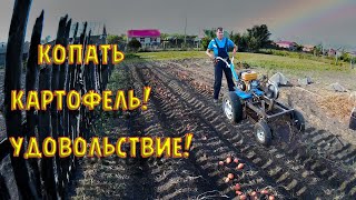 Уборка картофеля нестандартной картофелекопалкой.