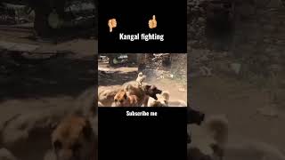 kangal fight / köpek Kanğal dog fighting shorts viral youtubeshorts kangal dog