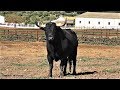 Los Toros Fuente Ymbro 2019 Y La Entrevista - Mayoral D. Alfonso Vázquez