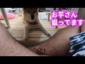 柴犬小春 机の下からお芋さんロックオン! 後編、雨上がりの太山寺