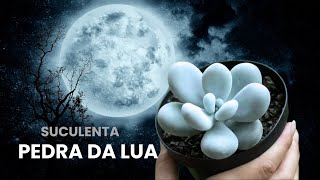 Pedra Da Lua, Uma Suculenta Incrível De Fácil Cultivo