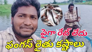 Pangas Farmer's Troubles | pangas fish farming in telugu | gk babu fish farming in telugu