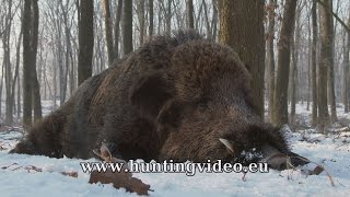 Driven Wild Boar Hunt in Hungary January 2017