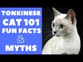 Tonkinese Cats 101 : Fun Facts & Myths の動画、YouTube動画。